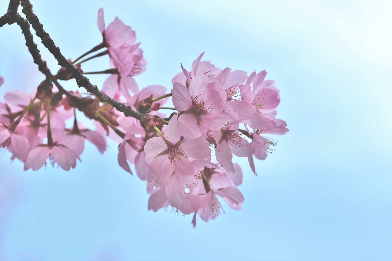 ornamental cherry  tree  cherry blossom free photo