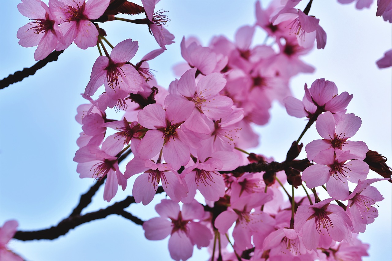 ornamental cherry  cherry blossoms  flowering twig free photo