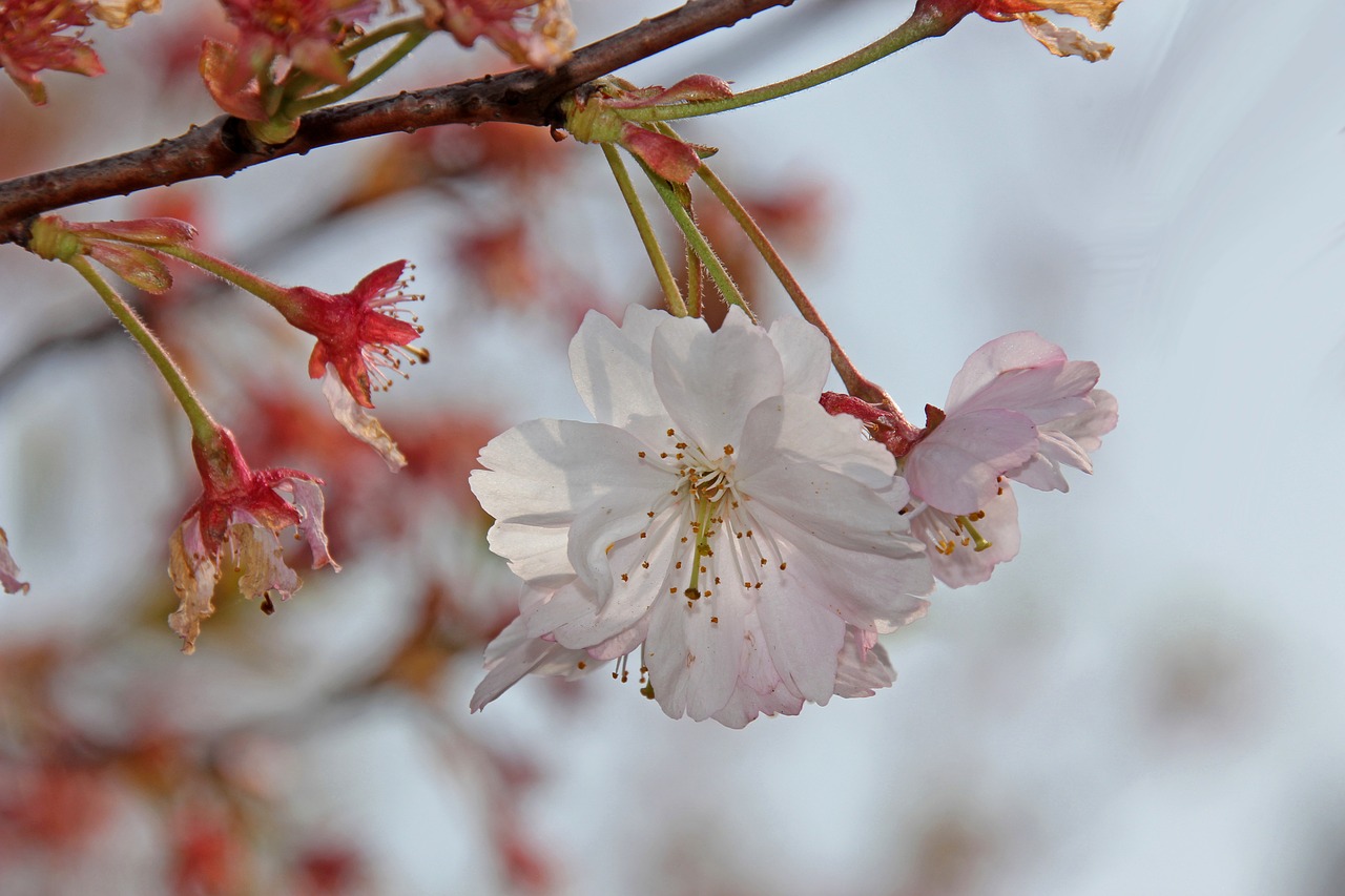 ornamental cherry  cherry  cherry blossom free photo