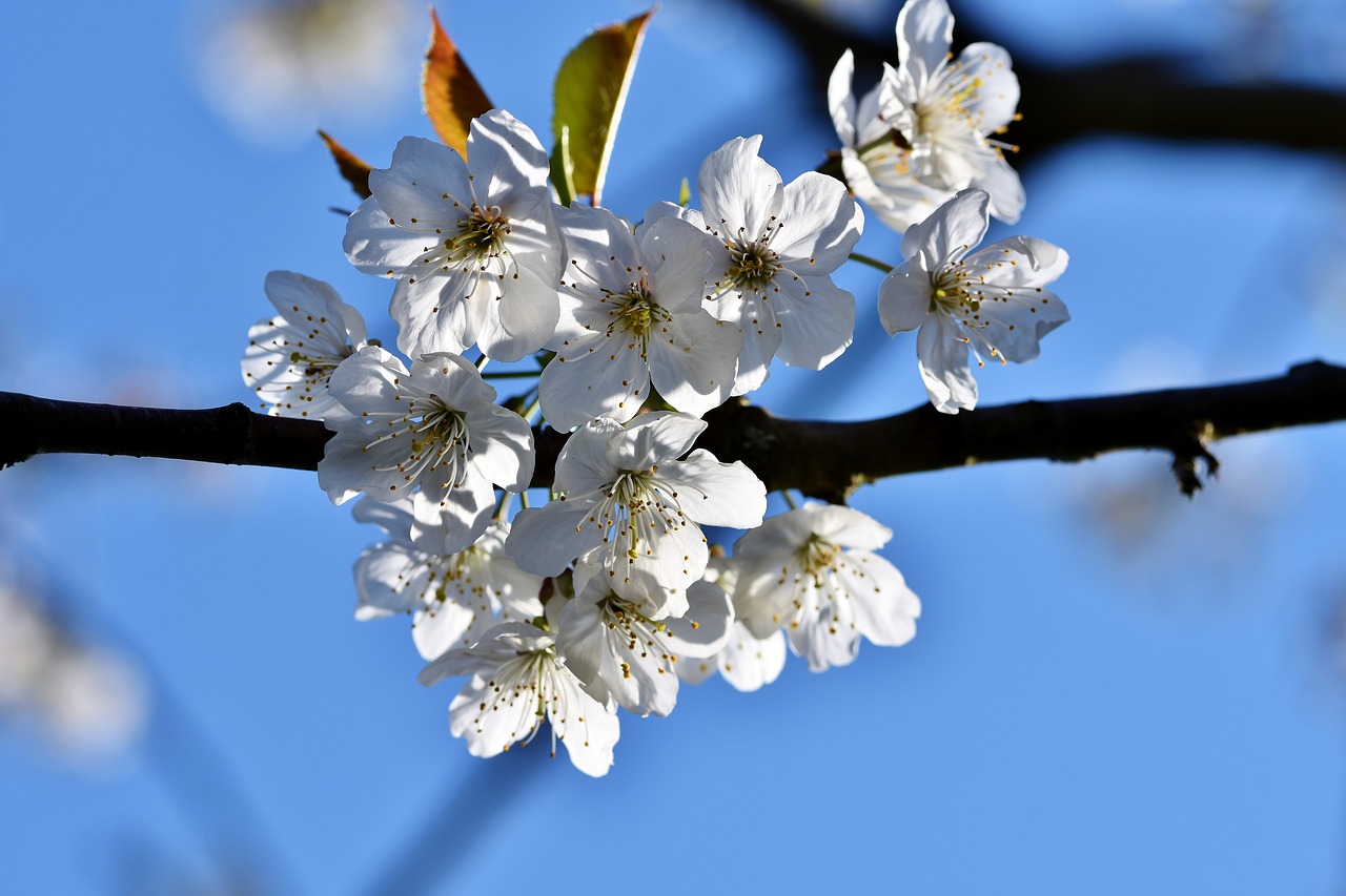 ornamental cherry  cherry blossoms  flowering twig free photo