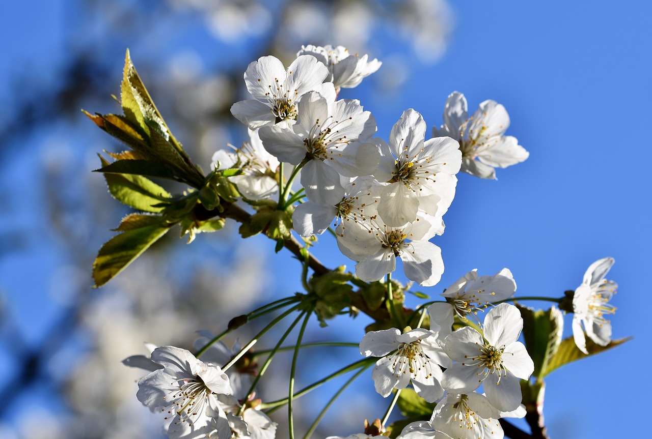 ornamental cherry  cherry blossoms  flowering twig free photo