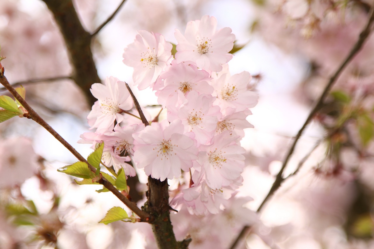 ornamental cherry flowers pink free photo