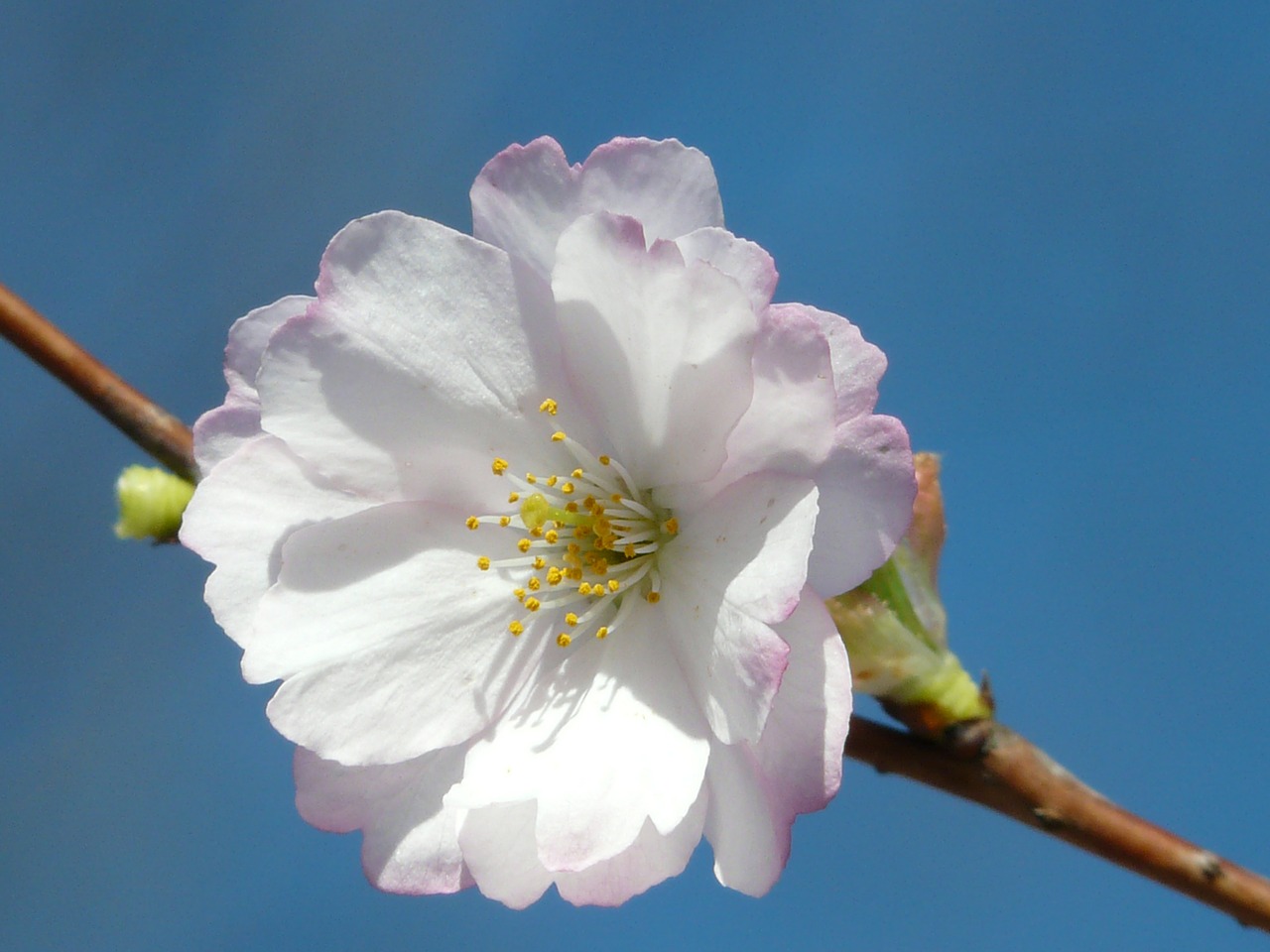 ornamental cherry blossom bloom free photo