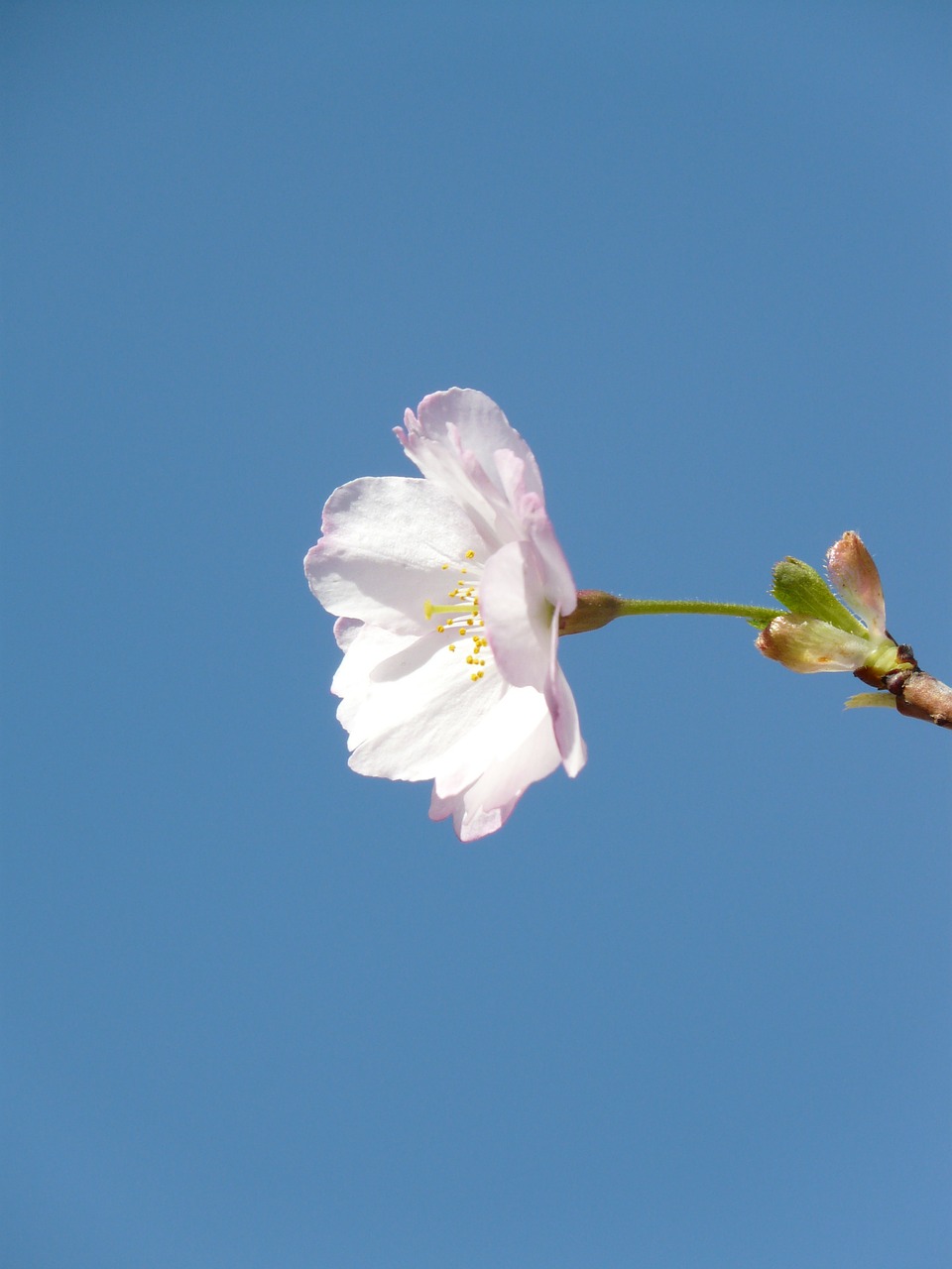 ornamental cherry blossom bloom free photo