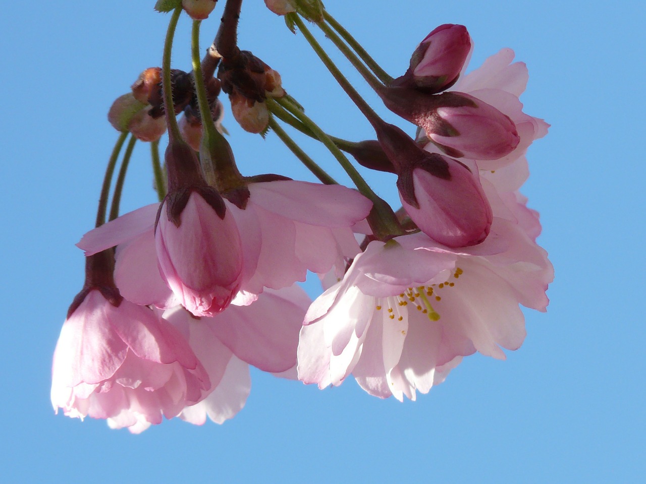 ornamental cherry flowering twig bud free photo