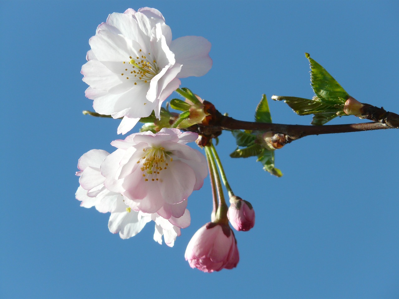 ornamental cherry bud flowers free photo