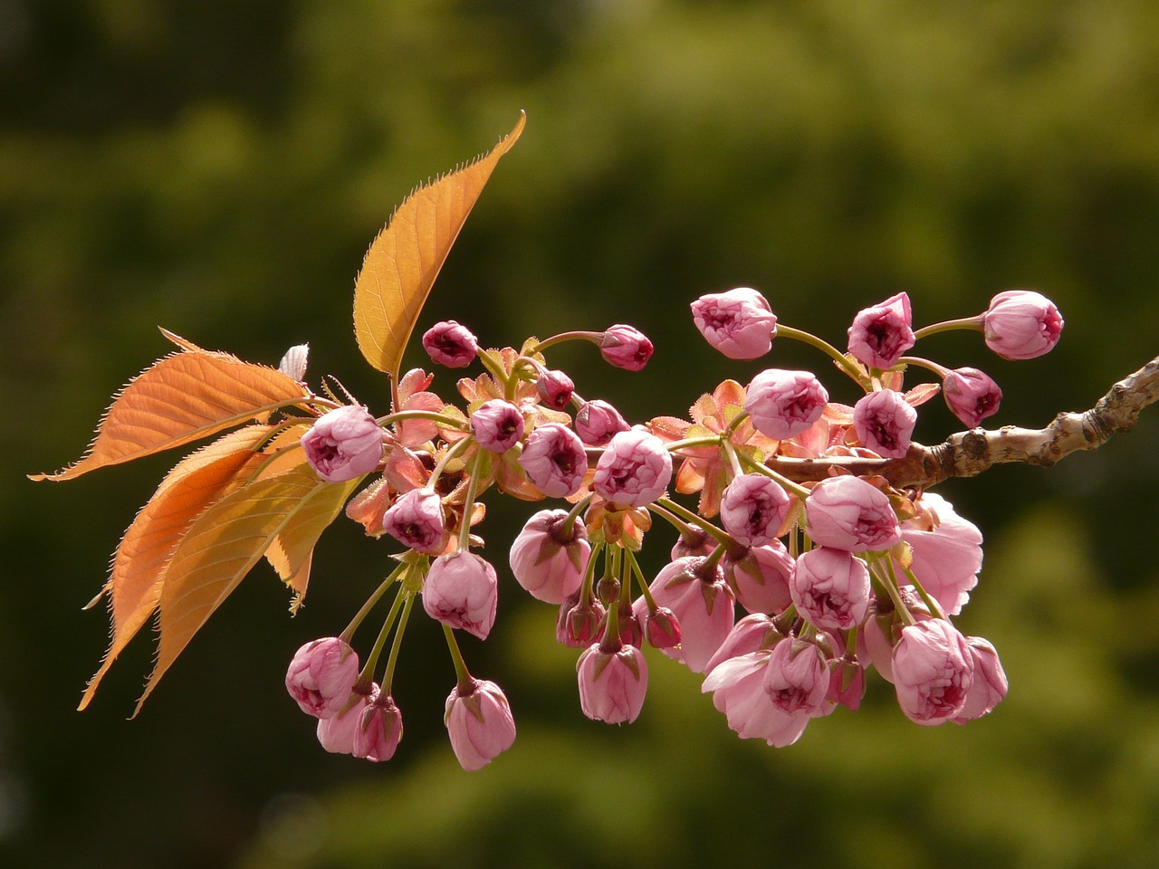 ornamental cherry flowering twig bud free photo