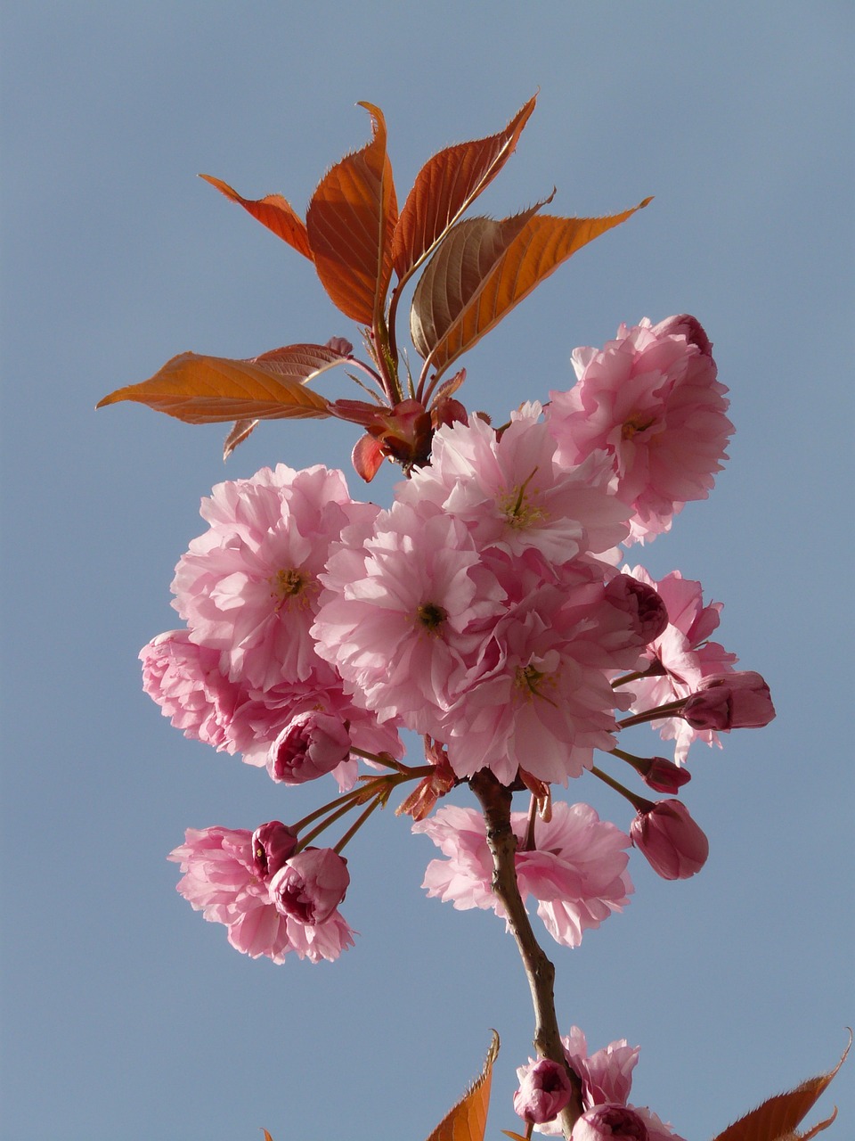 ornamental cherry flowering twig bud free photo