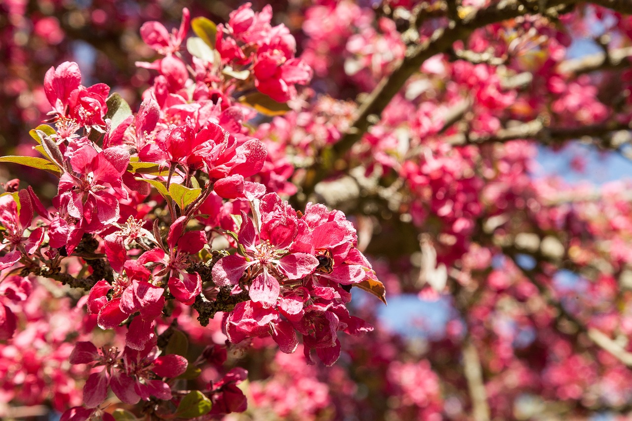 ornamental cherry red blossom free photo