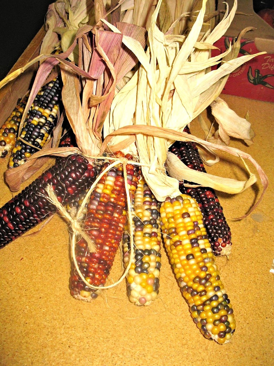 ornamental corn ontario autumn free photo