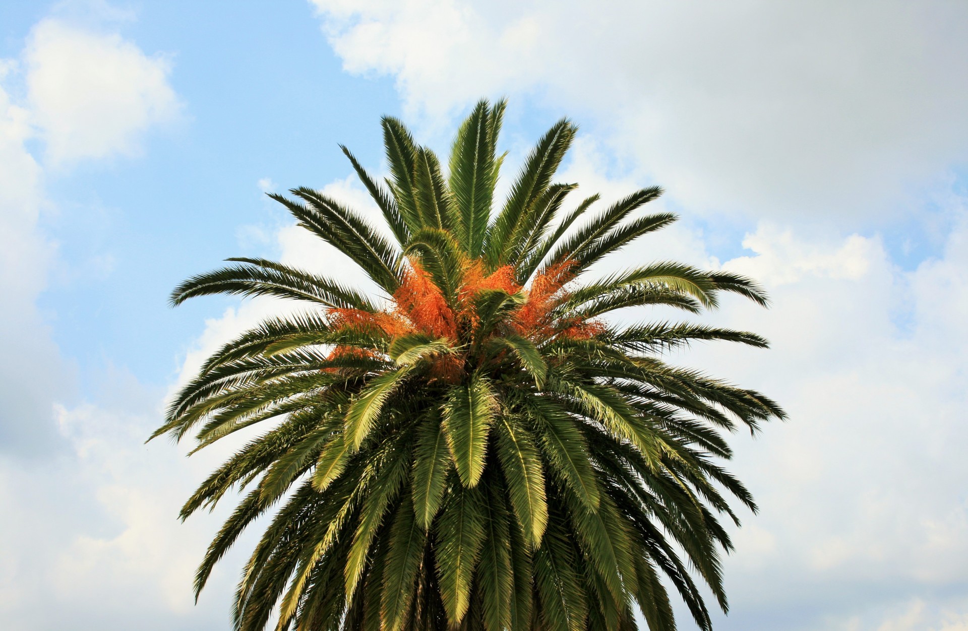 tree palm date free photo