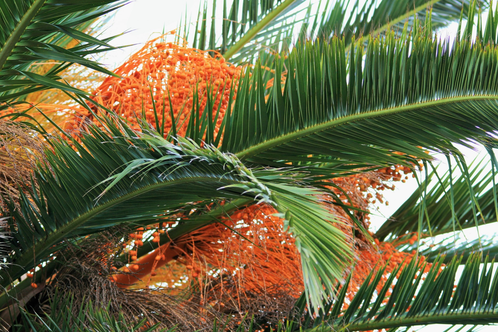 palm date ornamental free photo