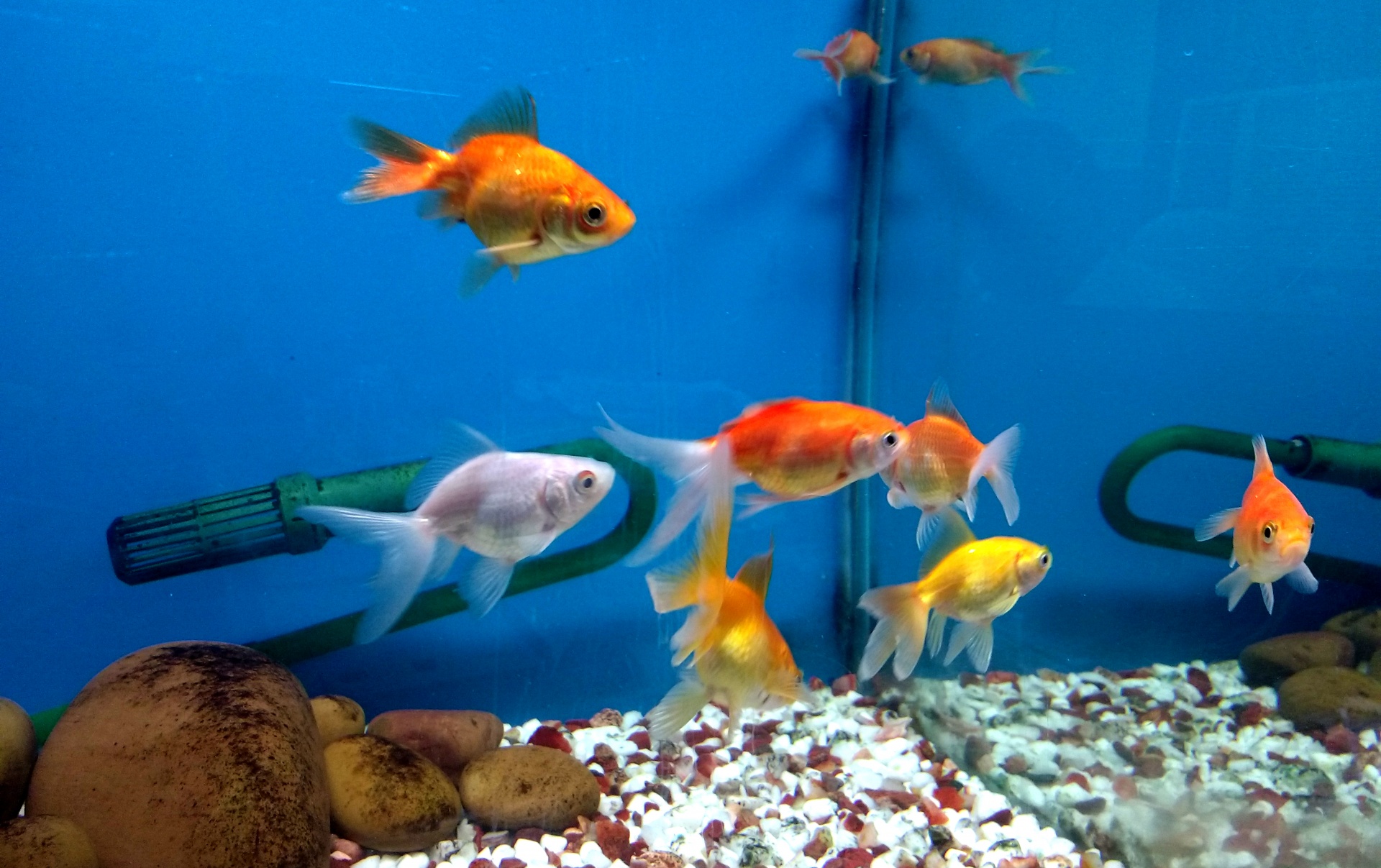 ornamental fish aquarium free photo