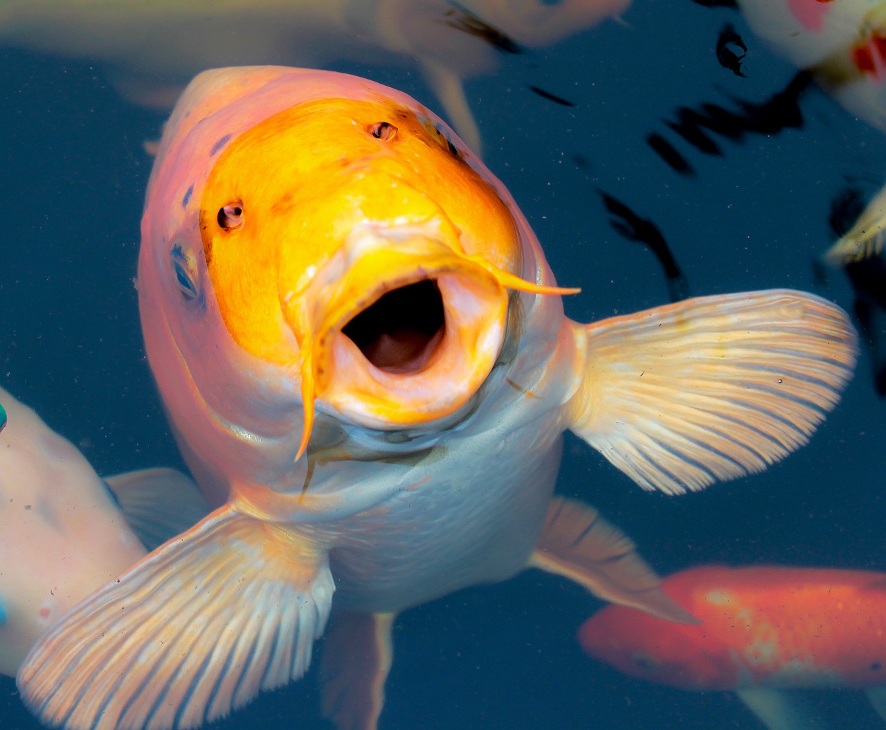 ornamental fish koi díszponty free photo