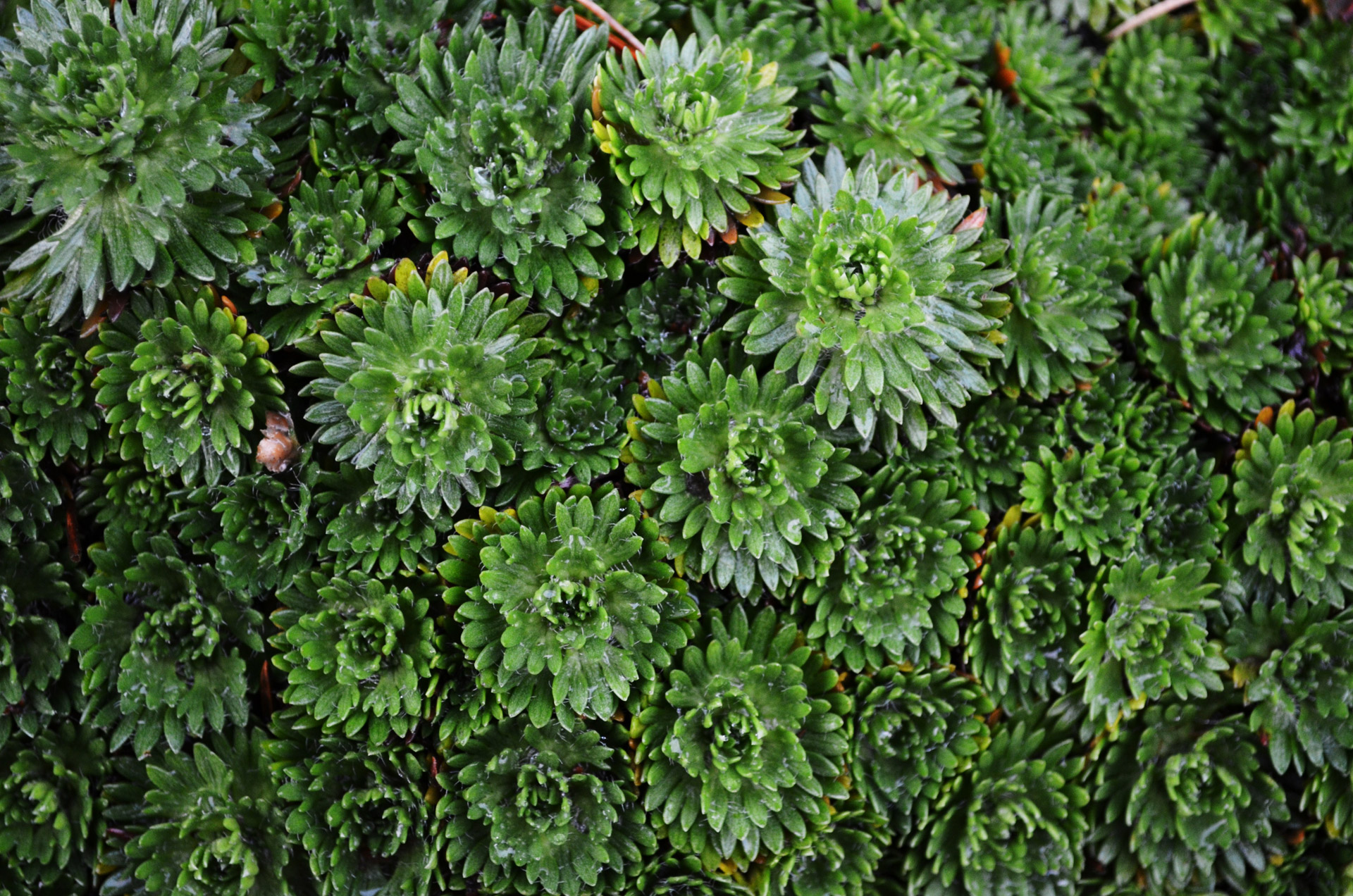 ornamental foliage nature free photo