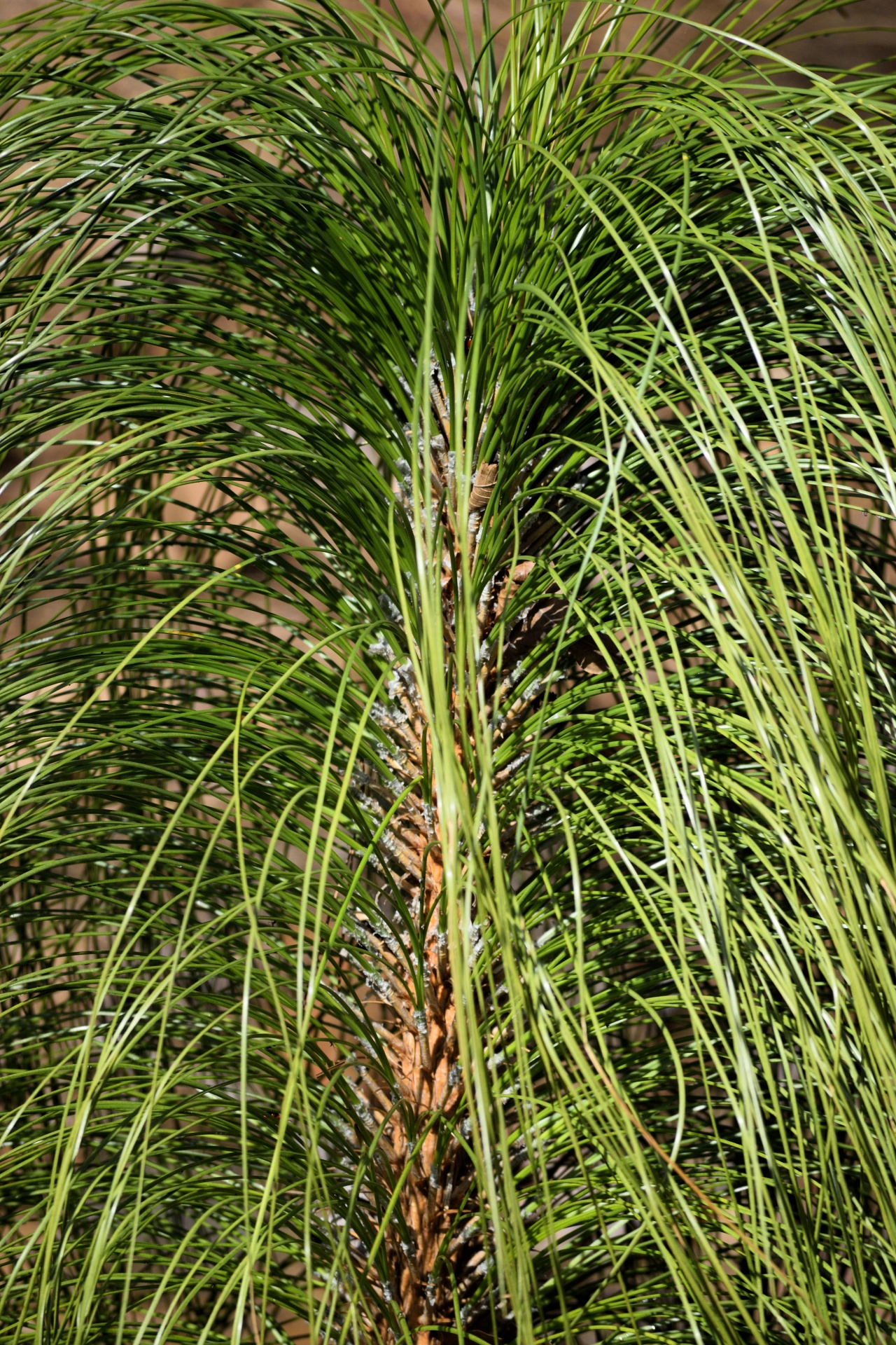 ornamental grass background backdrop free photo