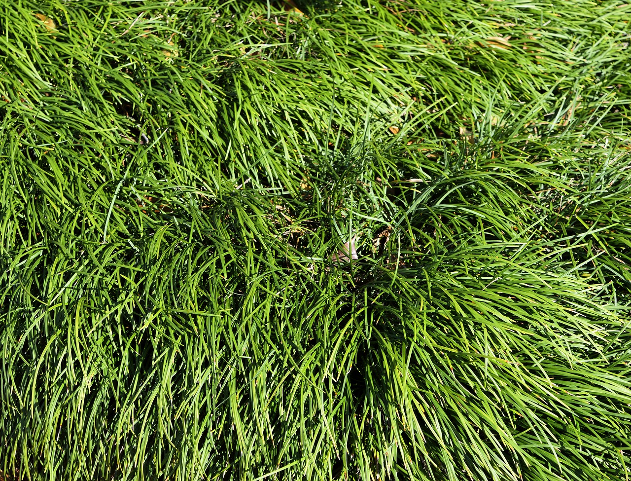 ornamental grass background backdrop free photo