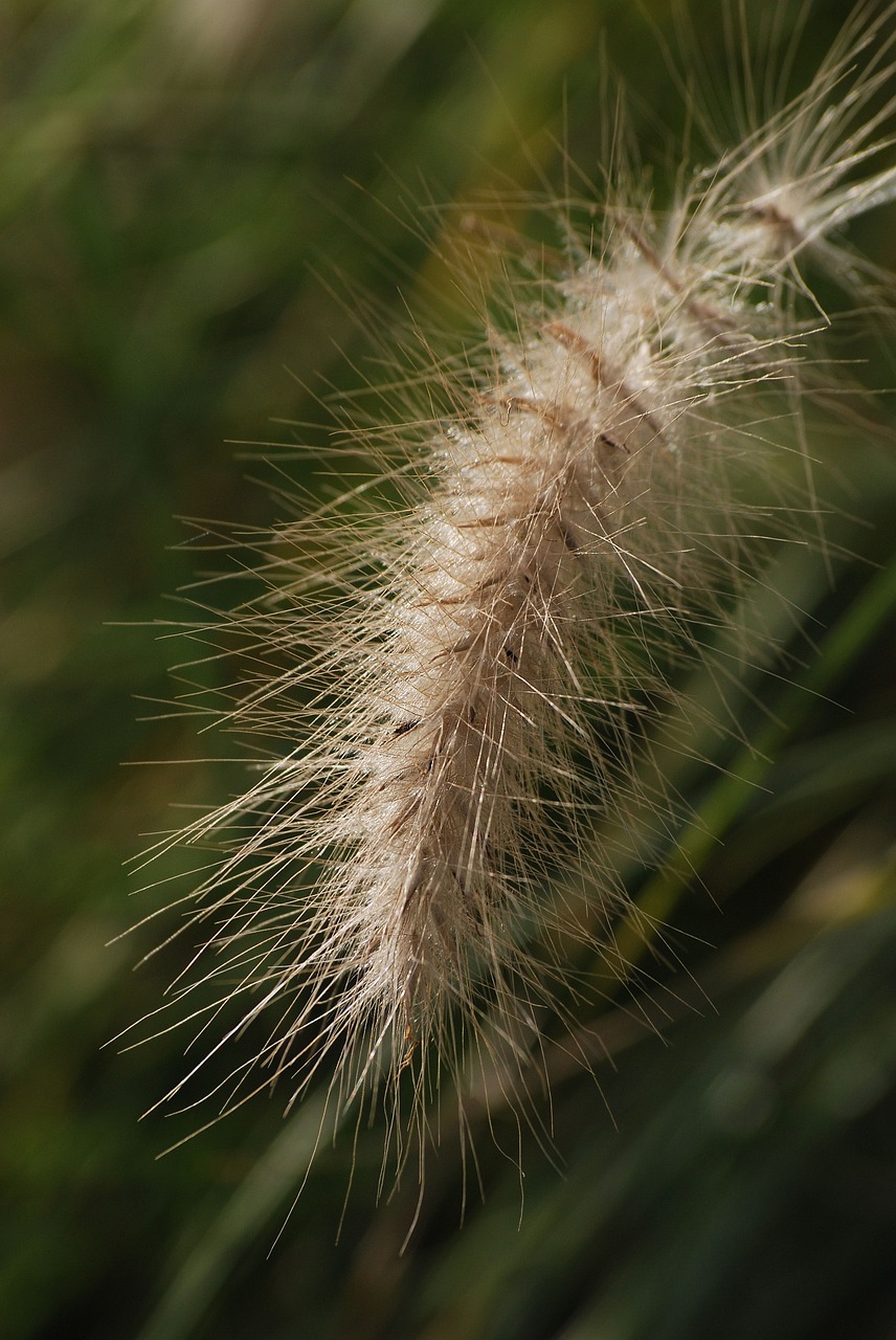 ornamental grass plant shrub free photo