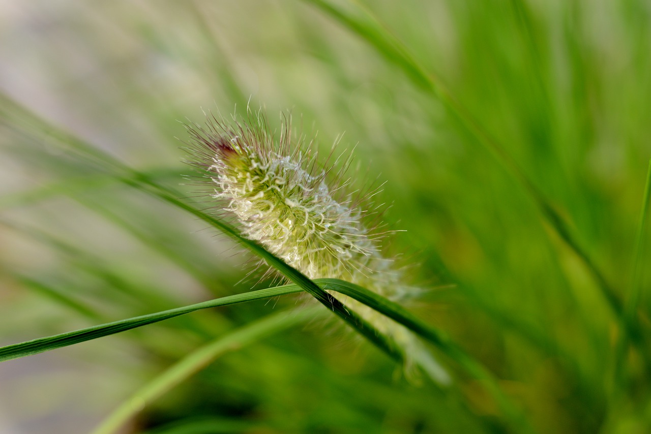 ornamental grass  grass  nature free photo