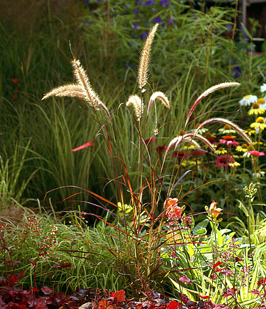 ornamental grass plants nature free photo