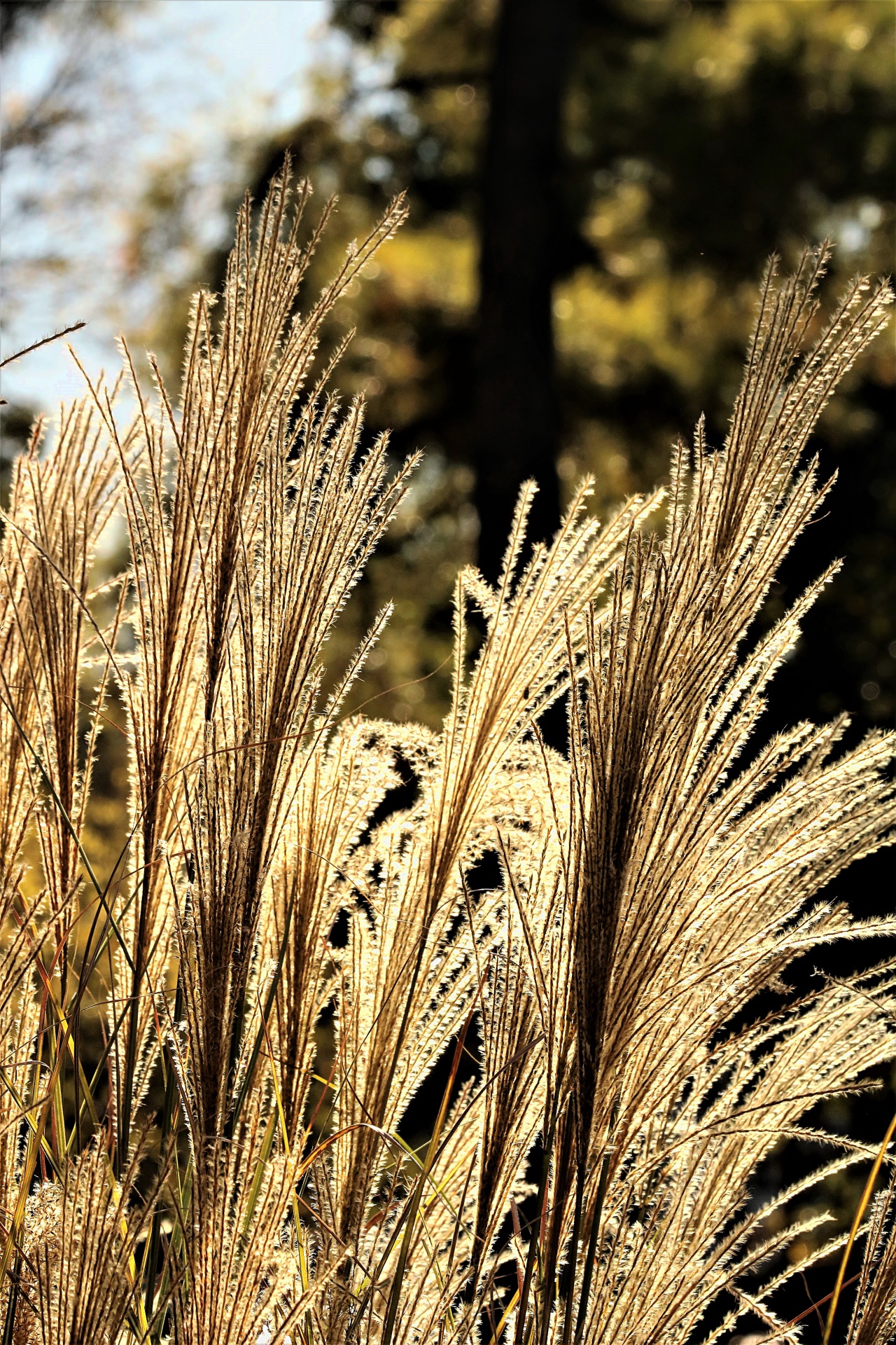 nature plants grass free photo