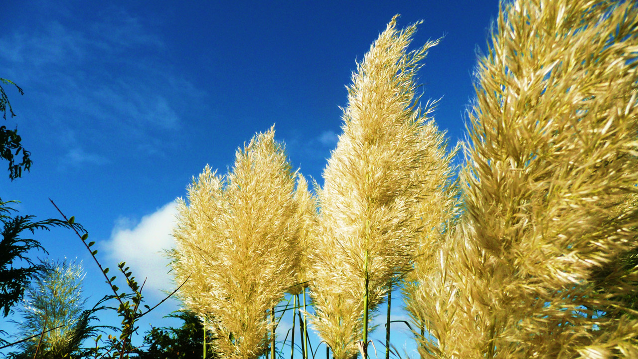 ornamental grass decorative free photo