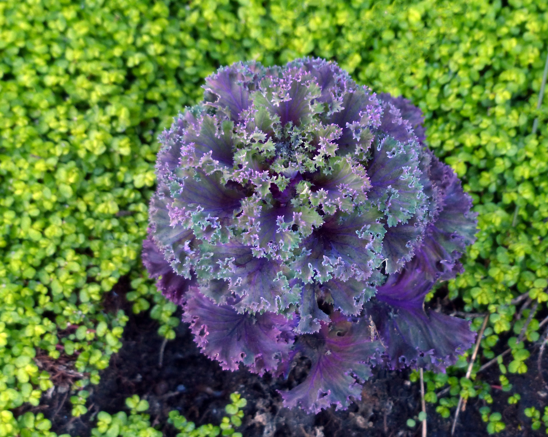kale purple green free photo