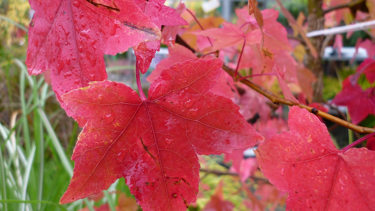 ornamental maple autumn leaves red free photo