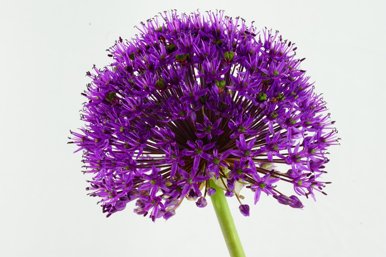 ornamental onion flower green free photo