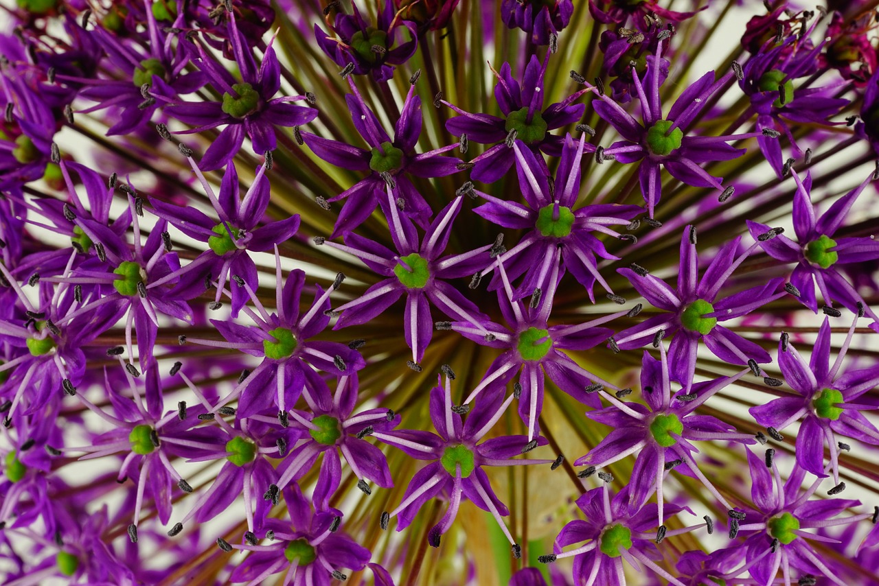 ornamental onion flower flowers free photo