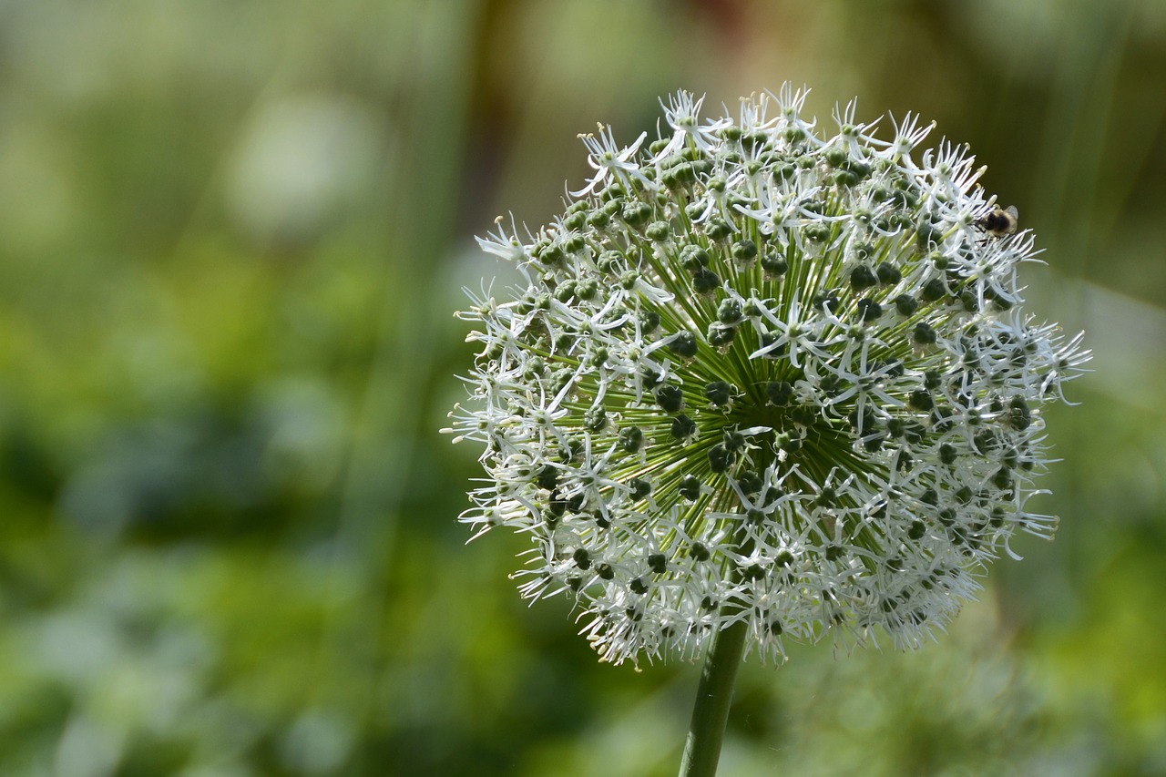 ornamental onion white blossom free photo