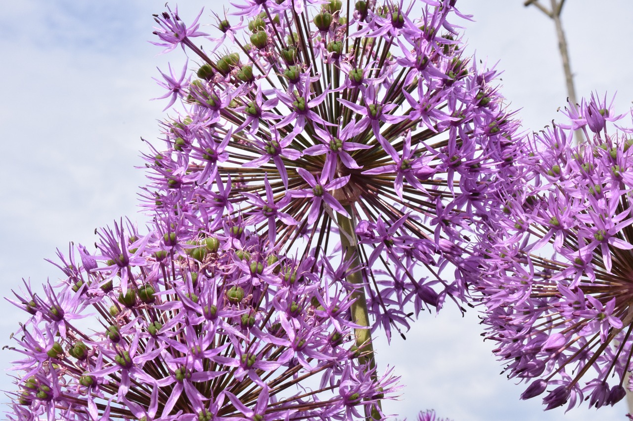 ornamental onion blossom bloom free photo