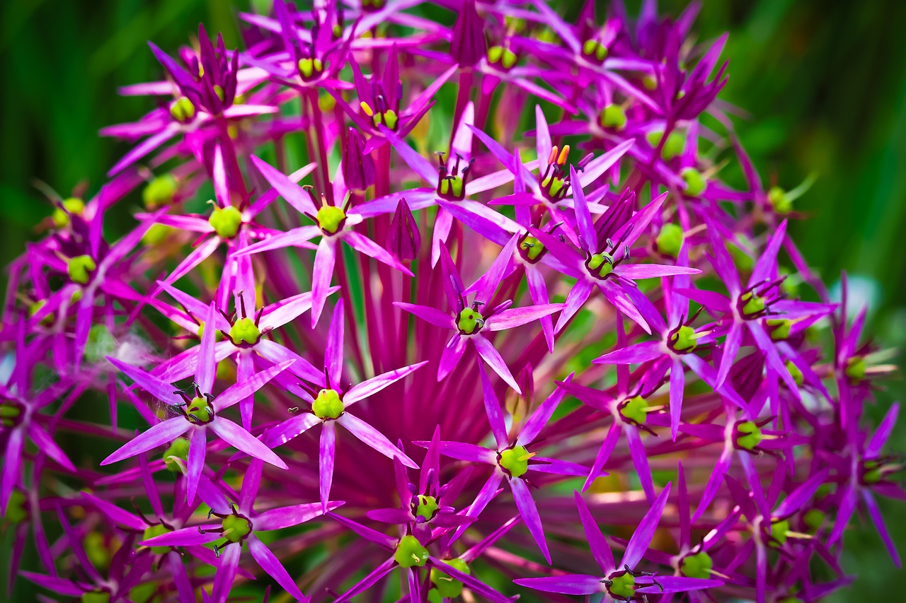ornamental onion flower blossom free photo