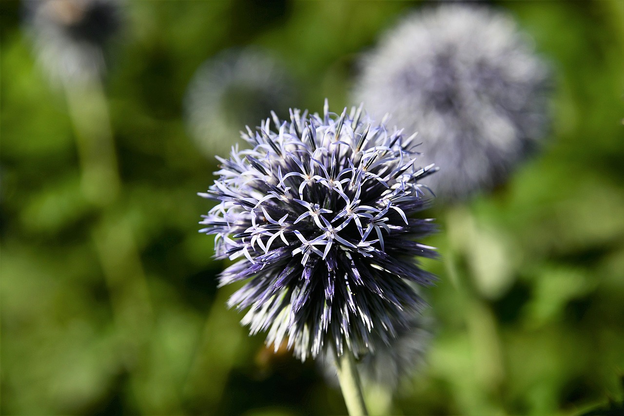 ornamental onion ball leek plant free photo