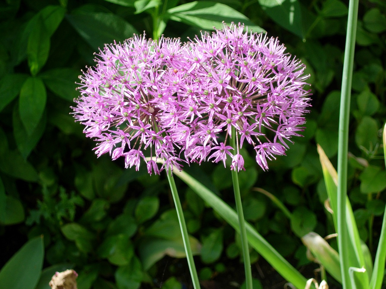 ornamental onion flower spring flower free photo