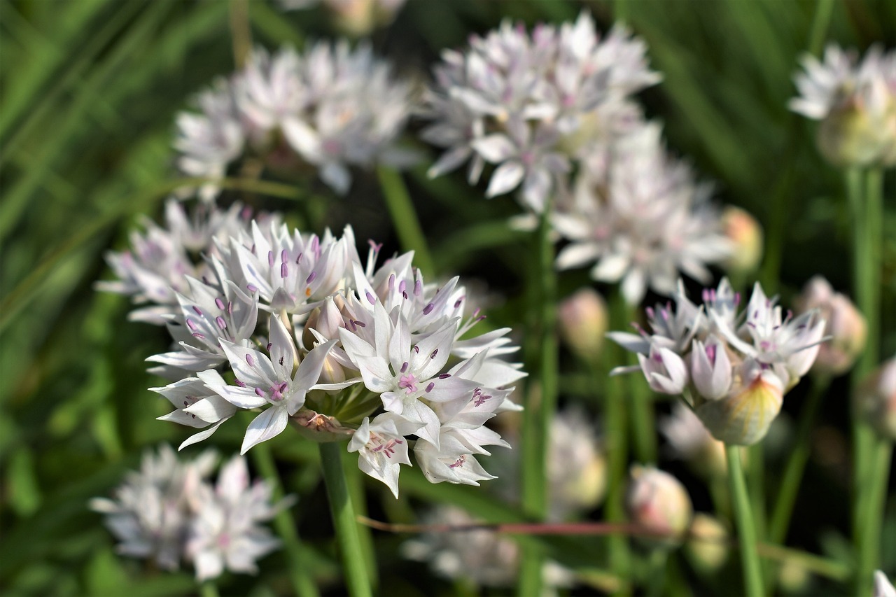 ornamental onion white blossom free photo