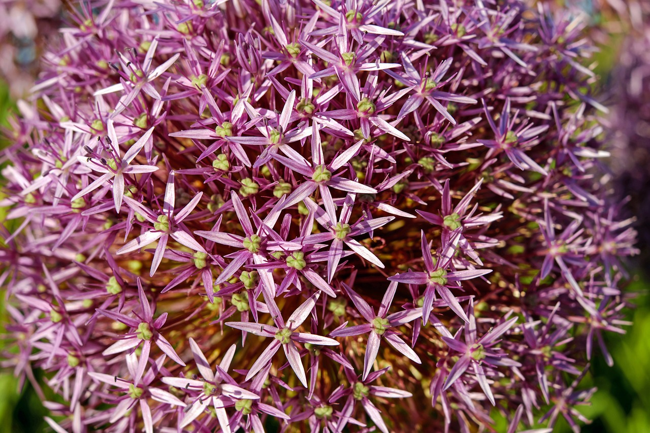 ornamental onion allium flower free photo
