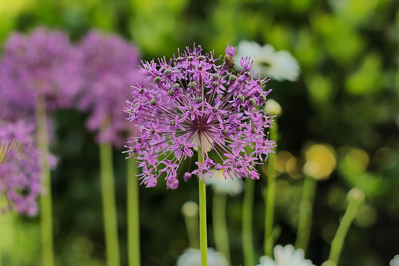 ornamental onion purple garden free photo