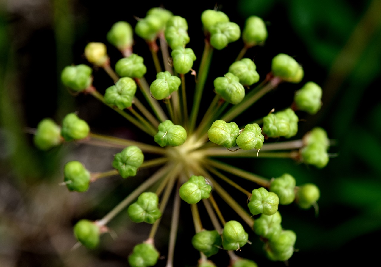 ornamental onion plant flower ball free photo