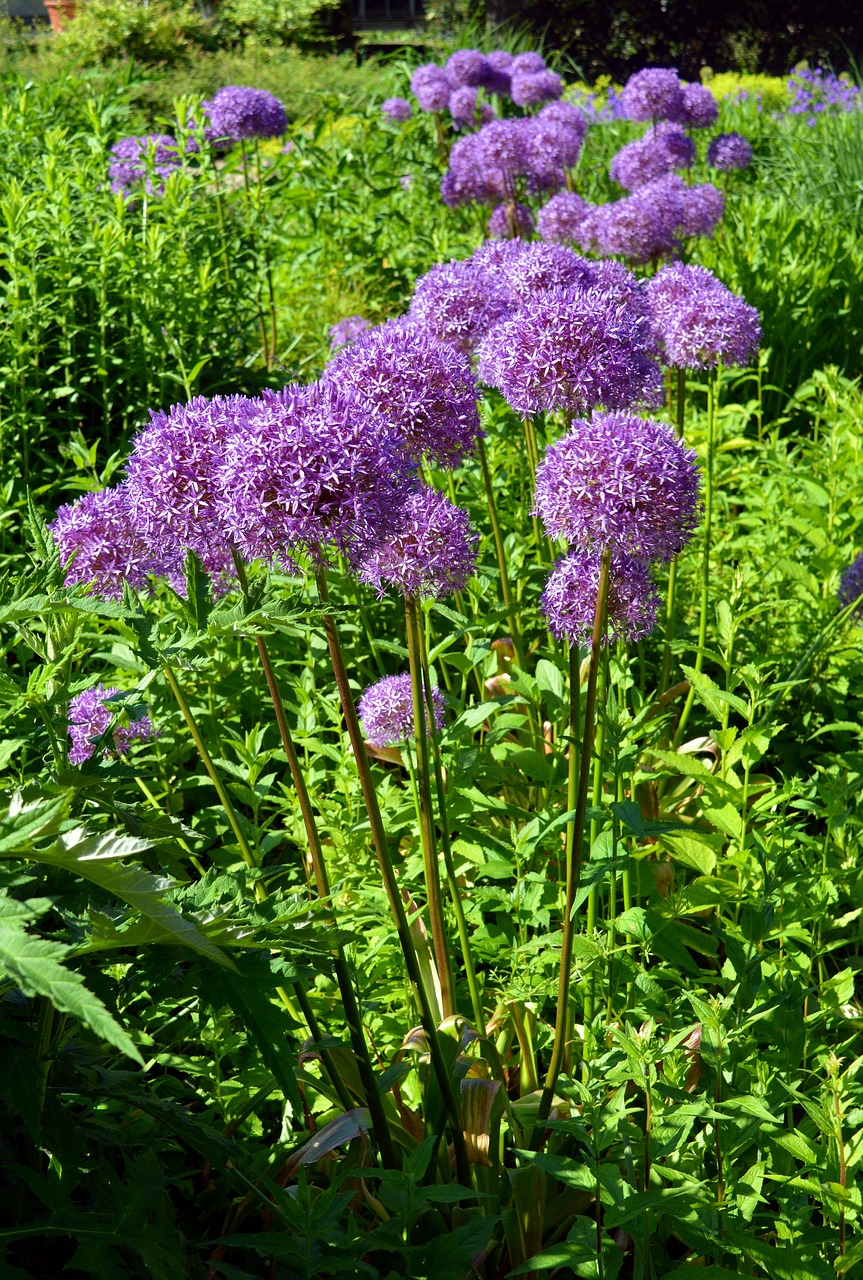 ornamental onion early violet free photo