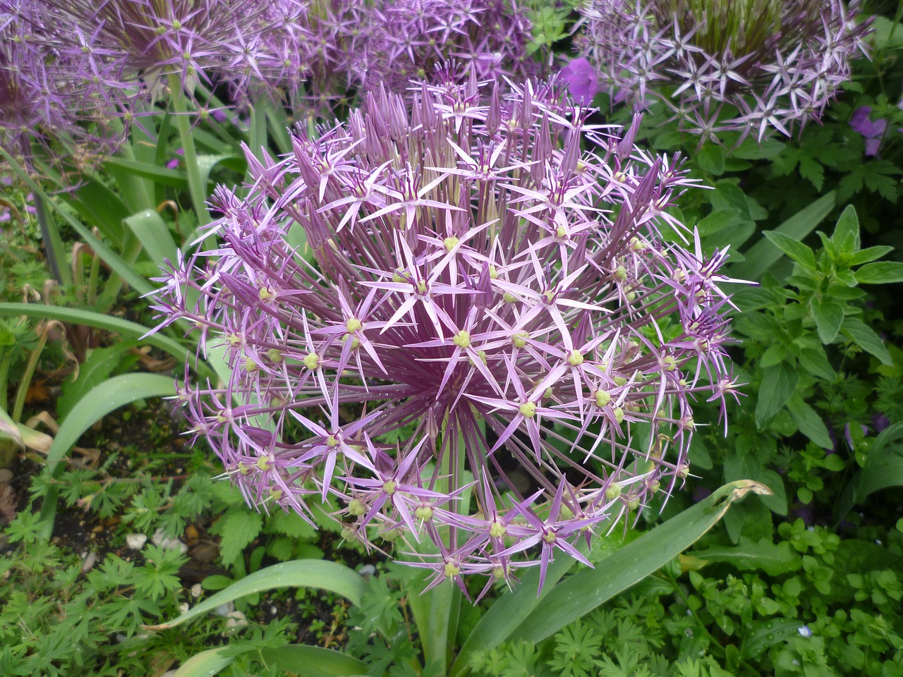ornamental onion leek violet free photo