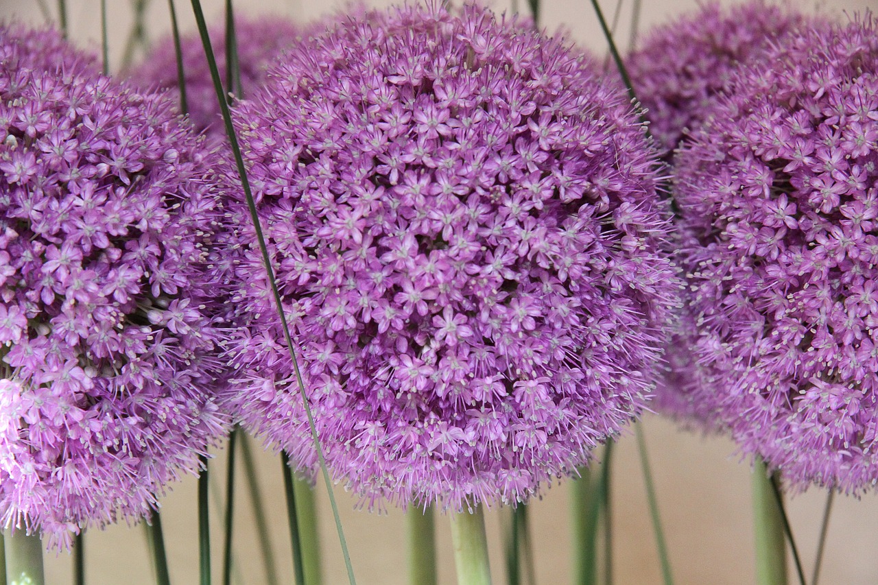 ornamental onion plant purple free photo