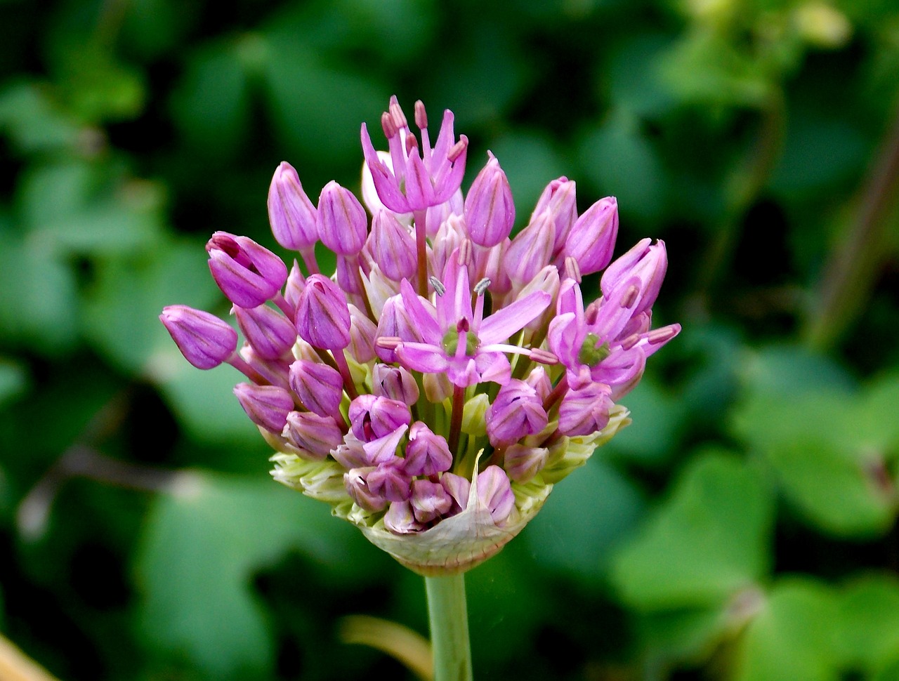 ornamental onion flower flower garden free photo