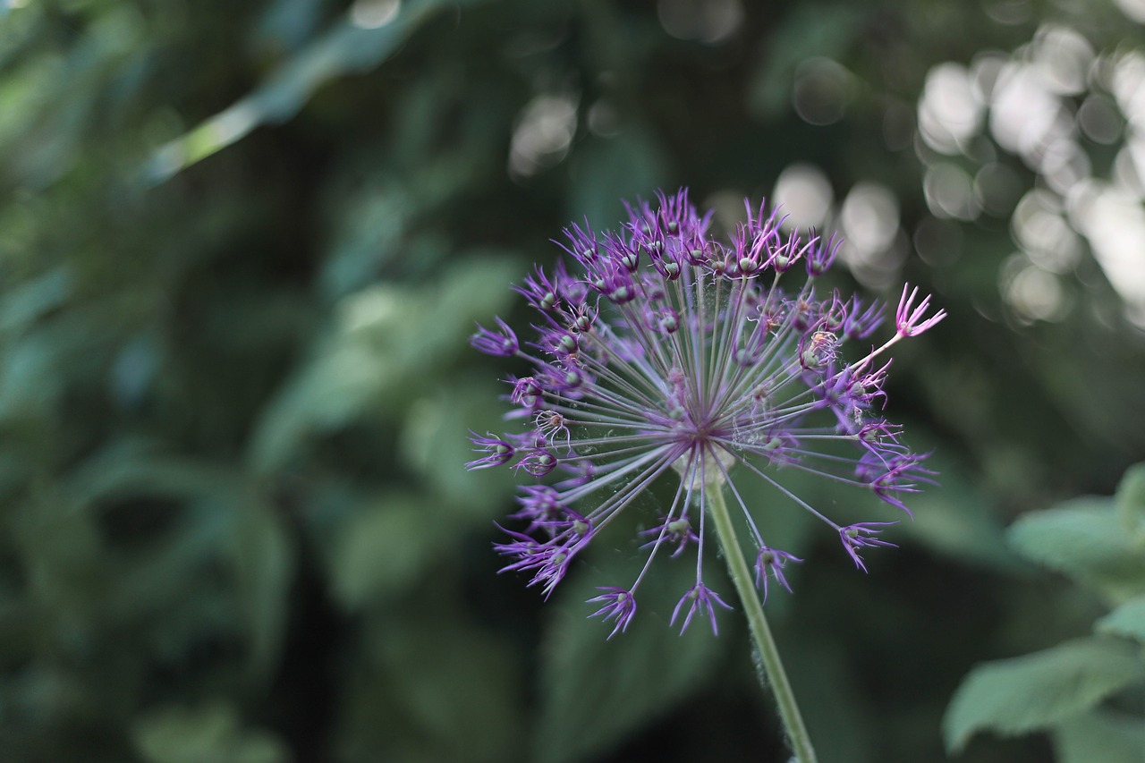 ornamental onion  purple  purple flower free photo