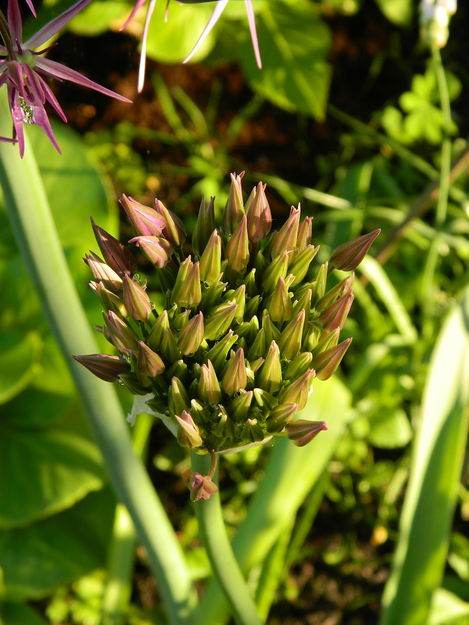 ornamental onion  flower  allium free photo