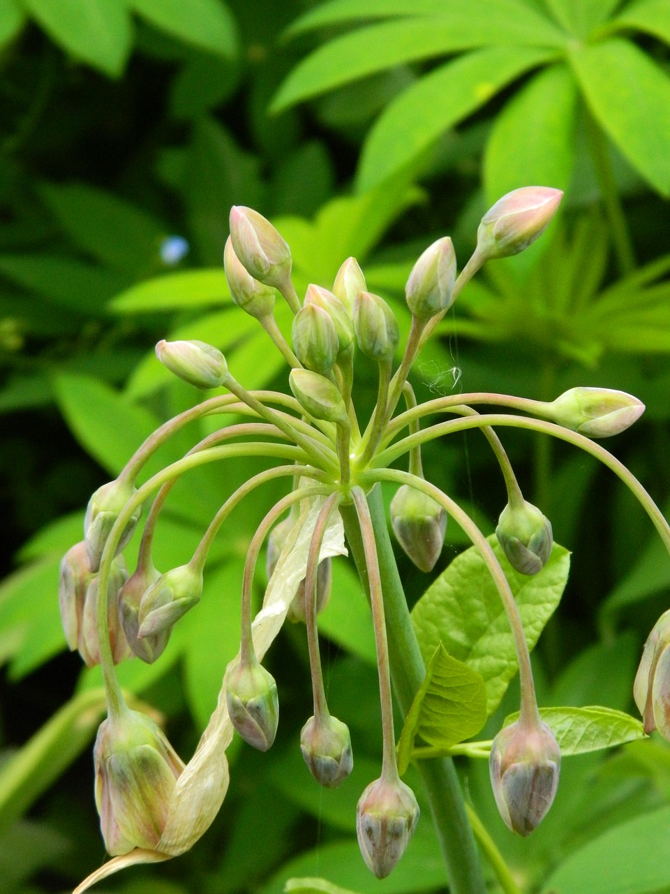 ornamental onion  flower  allium free photo