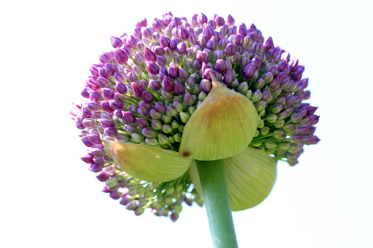 ornamental onion  leek greenhouse  early free photo