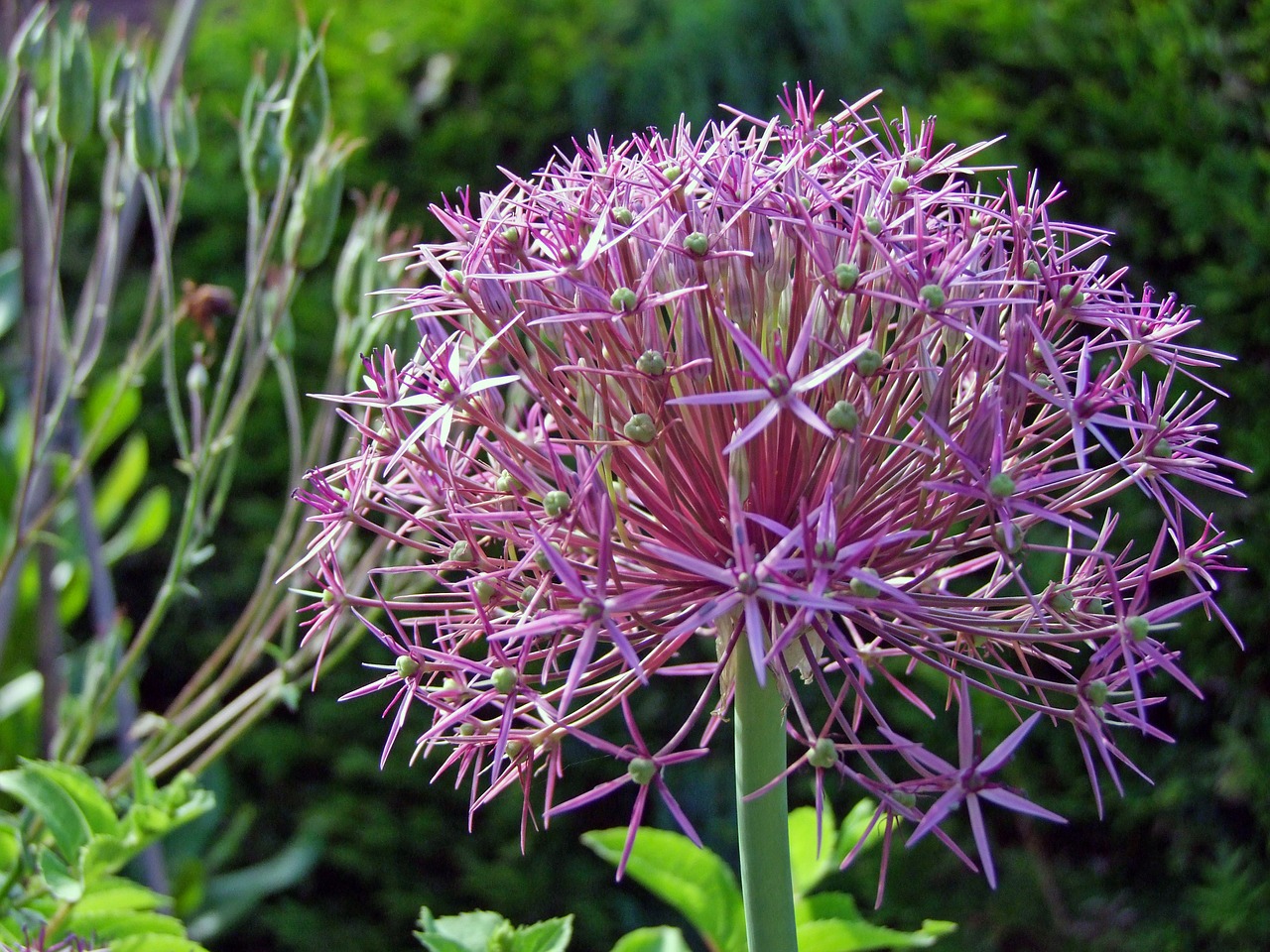 ornamental onion blossom bloom free photo