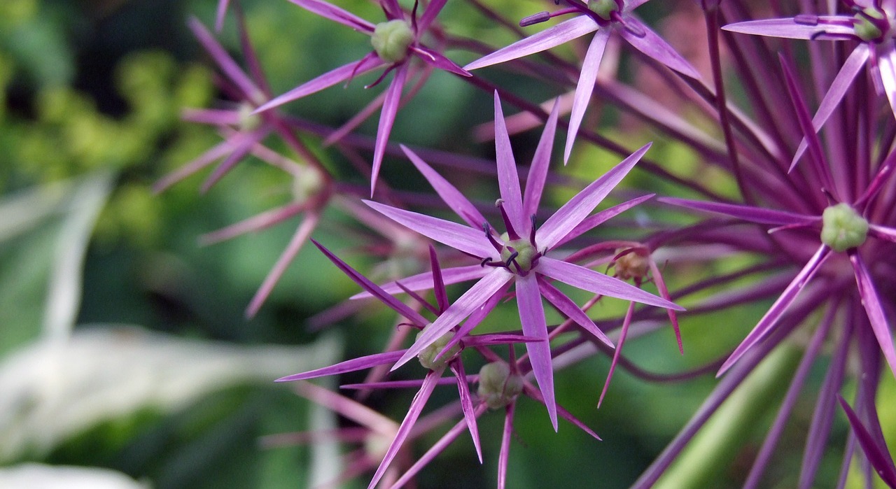 ornamental onion blossom bloom free photo