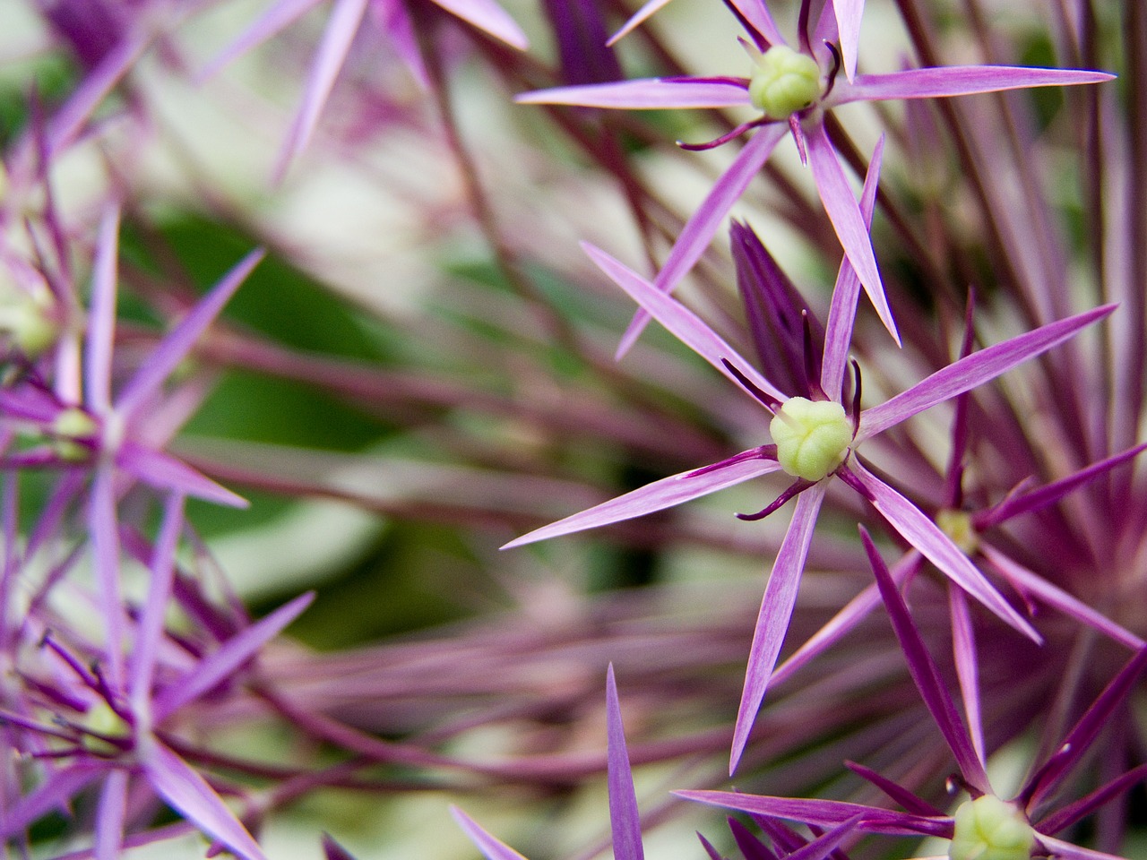 ornamental onion blossom bloom free photo